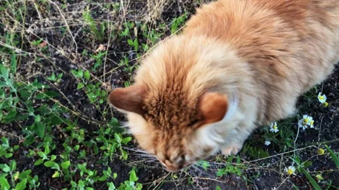 Fluffy ginger cat exploring outdoors among small white flowers and green grass Stock Footage 337127092