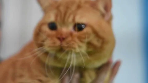 Fluffy ginger cat 스톡 동영상 75805503