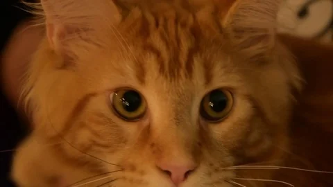 Fluffy ginger cat 스톡 동영상 75941634