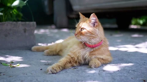 Fluffy Ginger Cat in the Garden Stock Footage 293200066