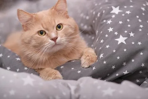 Fluffy ginger cat on a gray bedspread. Stock Photos
