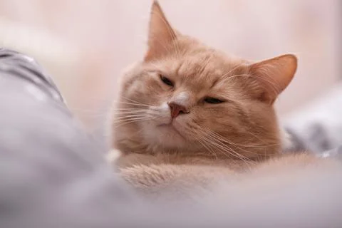 Fluffy ginger cat on a gray bedspread. Stock Photos