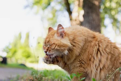 Fluffy ginger cat grooming its paw outdoors with eyes closed in soft sunlight 库存照片