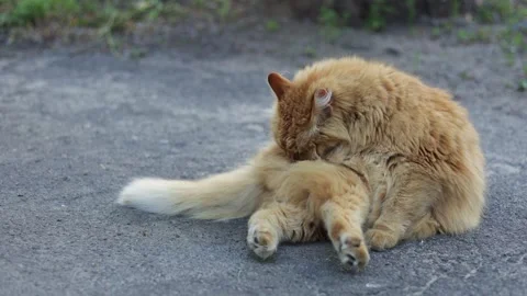 Fluffy ginger cat grooming itself outdoors on a paved surface Stock Footage 337128048