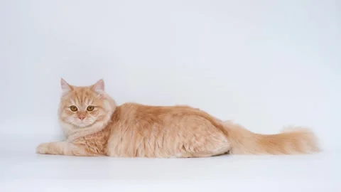 Fluffy ginger cat lies and then gets up and looks at the camera on white Stock Footage 249576535