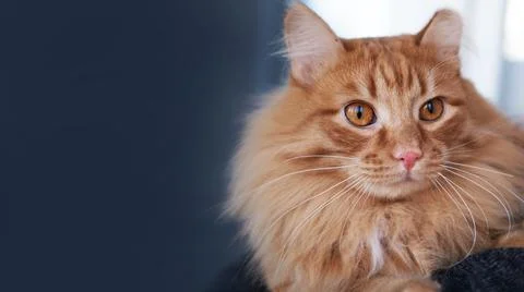 Fluffy ginger cat looks into the camera, filmed close. background with a spac Foto stock