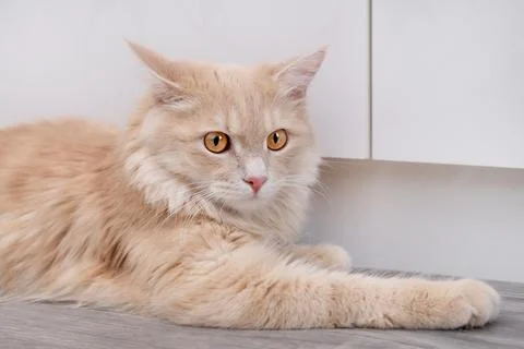 Fluffy ginger cat lying on a grey laminate floor inside modern apartment Stock Photos