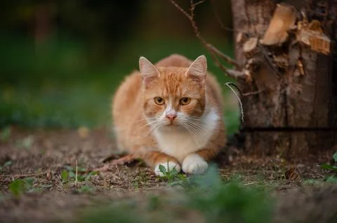 Fluffy ginger cat lying on ground outdoors close-up Stock Photos