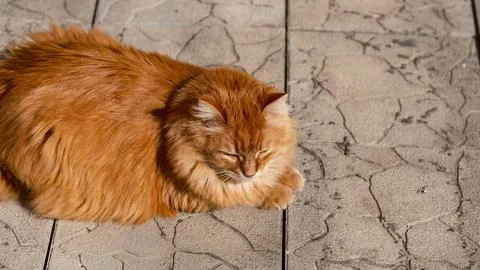 A fluffy ginger cat lying on a patterned stone pavement in the bright sunligh Stock Photos