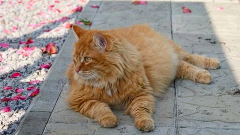 A fluffy ginger cat lying on a paving tiles next to scattered pink flower pet Foto stock