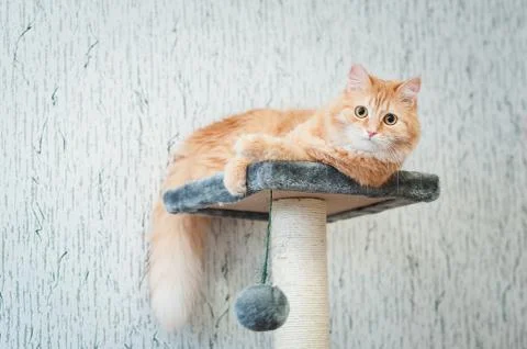 Fluffy ginger cat lying Stock Photos