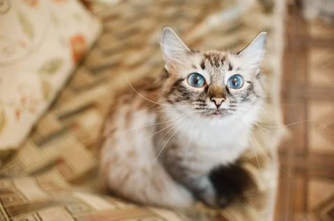 Fluffy ginger cat lying Stock Photos