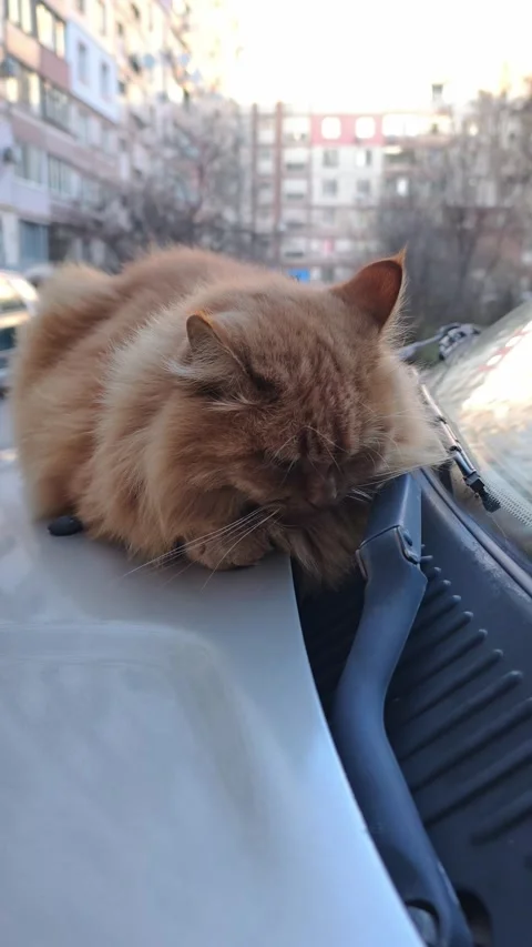 Fluffy Ginger Cat Napping On A Car Hood Stock Footage 324557890