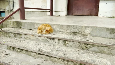Fluffy Ginger Cat Naps Peacefully on Crumbling Concrete Building Steps Stock Footage 335782701