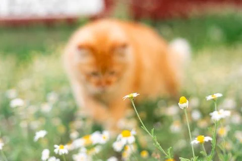 Fluffy ginger cat peeking through a field of daisies on a sunny day Stock Photos