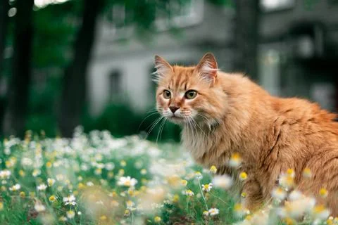 Fluffy ginger cat peeking through a field of daisies on a sunny day Stock Photos