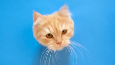 Fluffy ginger cat peeks out of a hole in blue torn paper close-up. Stock Footage 249230112