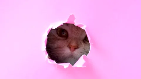 Fluffy ginger cat peeks out of a hole in pink torn paper close-up. Stock Footage 309100088