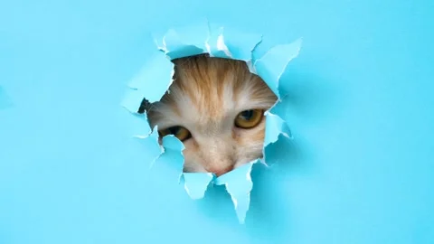 Fluffy ginger cat peeks out of a hole in blue torn paper close-up. Stock Footage 309506587