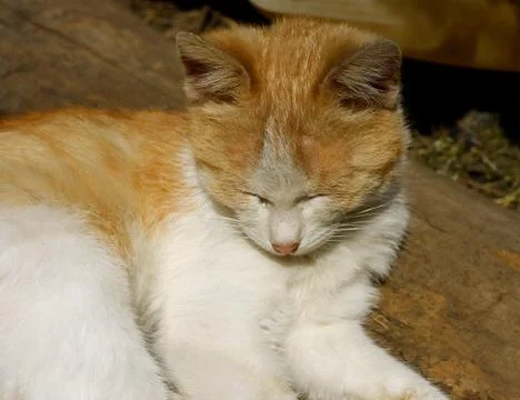 Fluffy ginger cat Stock Photos