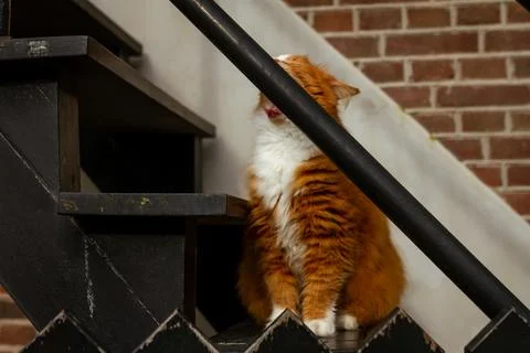 Fluffy Ginger Cat Playfully Hiding Behind Black Railing on Wooden Staircase.. Stock Photos