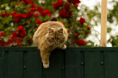 Fluffy ginger cat preparing to jump down from a wooden fence in the countryside. Foto stock
