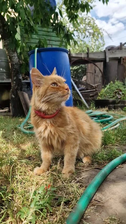 Fluffy Ginger Cat with Red Collar Yawning in Yard Stock Footage 318350717