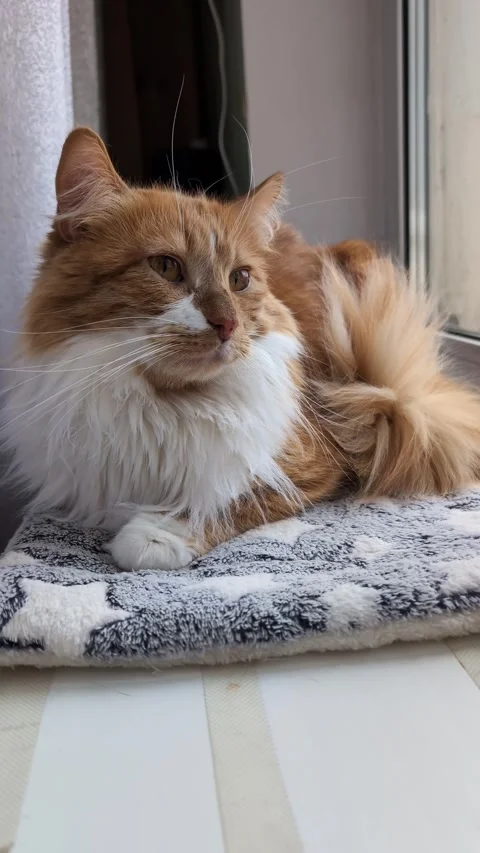 Fluffy Ginger Cat Relaxing by the Window Stock Footage 305459238