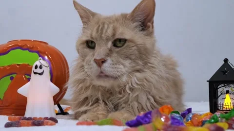 Fluffy ginger cat resting behind Halloween candy and ghost lamp Stock Footage 343568690