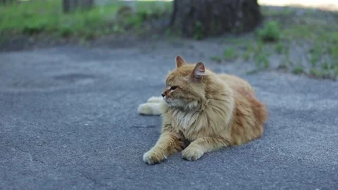 Fluffy ginger cat resting peacefully on asphalt outdoors near trees Stock Footage 337127482