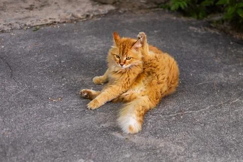 Fluffy ginger cat resting on a textured asphalt surface outdoors Stock Photos