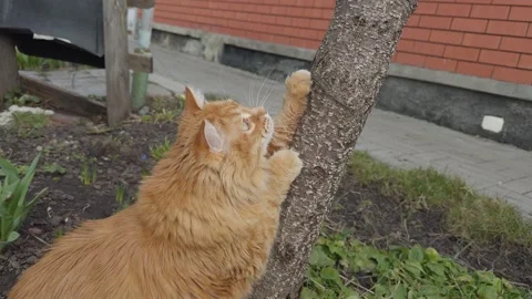 A fluffy ginger cat is scratching its claws on a tree trunk in the garden. Stock Footage 332158087
