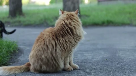 Fluffy ginger cat sits patiently on pavement with black cat in background Stock Footage 339213392