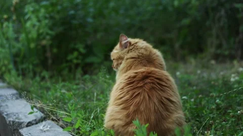 Fluffy ginger cat sits peacefully in lush green grass, observing surroundings Stock Footage 337127131