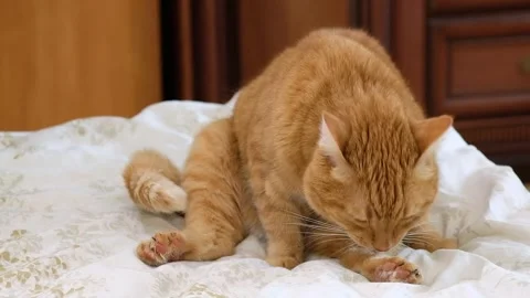 Fluffy ginger cat sitting on the bed licking her legs, washing with its tongue Stock Footage 250827761