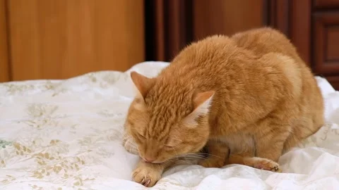 Fluffy ginger cat sitting on the bed is licking her legs, washing with its Stock Footage 251292451