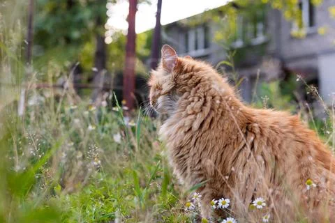 Fluffy ginger cat sitting in a field of daisies and tall grass Stock Photos