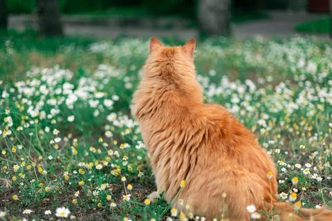 Fluffy ginger cat sitting in a field of daisies and chamomile flowers Stock Photos