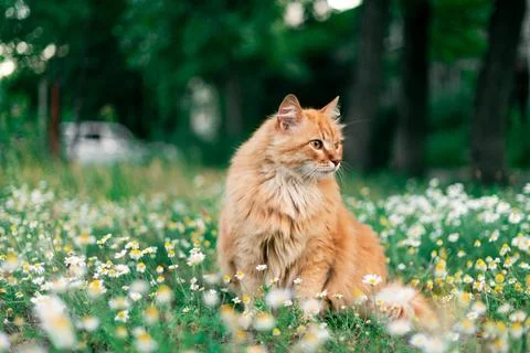 Fluffy ginger cat sitting in a field of white daisies and green grass Stock Photos