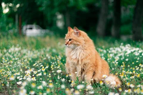 Fluffy ginger cat sitting in a field of daisies and green grass Stock Photos