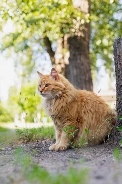 Fluffy ginger cat sitting outdoors near a tree on a sunny day Stock Photos