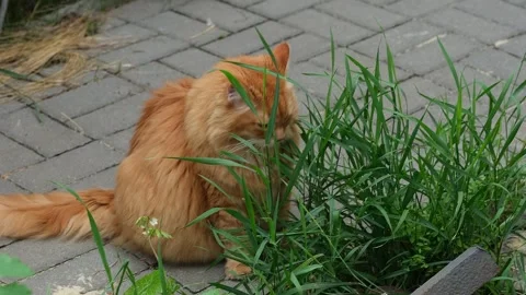 A fluffy ginger cat sitting on a paved walkway and eating fresh green grass. Stock Footage 340556929