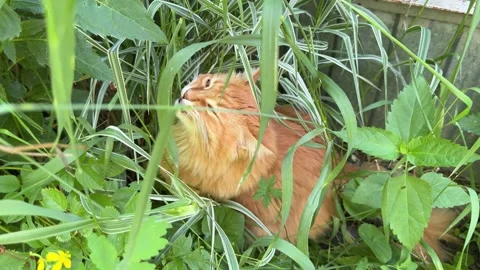 A fluffy ginger cat sitting in thick green grass and eating a blade of grass. Stock Footage 337627870