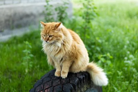 Fluffy ginger cat sitting on a tire outdoors in lush green grass Stock Photos