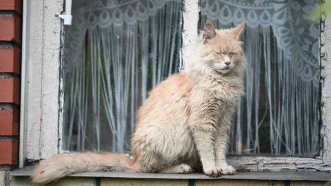 Fluffy ginger cat sitting on window sill Видео 306049766