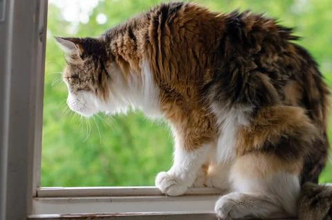 Fluffy ginger cat sitting on the window and looking out into the street Stock Photos