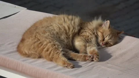 Fluffy ginger cat sleeping peacefully on a cushion 動画素材 342946211