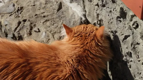 A fluffy ginger cat sniffing a textured stone plinth of a house outdoors. Stock Footage 332608591