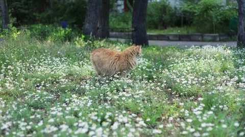 Fluffy ginger cat walks through a field of daisies on a sunny day Stock Footage 337127847