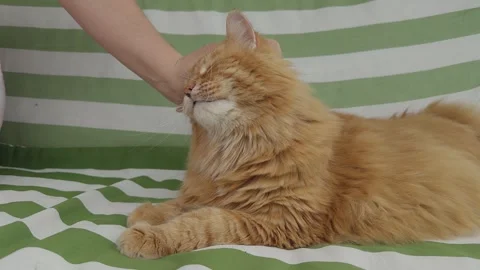 A fluffy ginger cat widely yawns while a human hand stroking it Vidéo 334932241